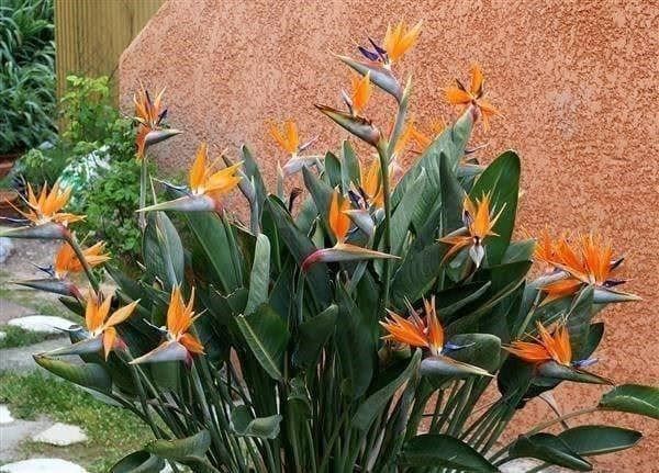 Piante & sementi: FLEURS DU PARADIS ORANGE 20g – Nuovo (secondo la descrizione) da Bremblens venduto da FIBONACCI369 2