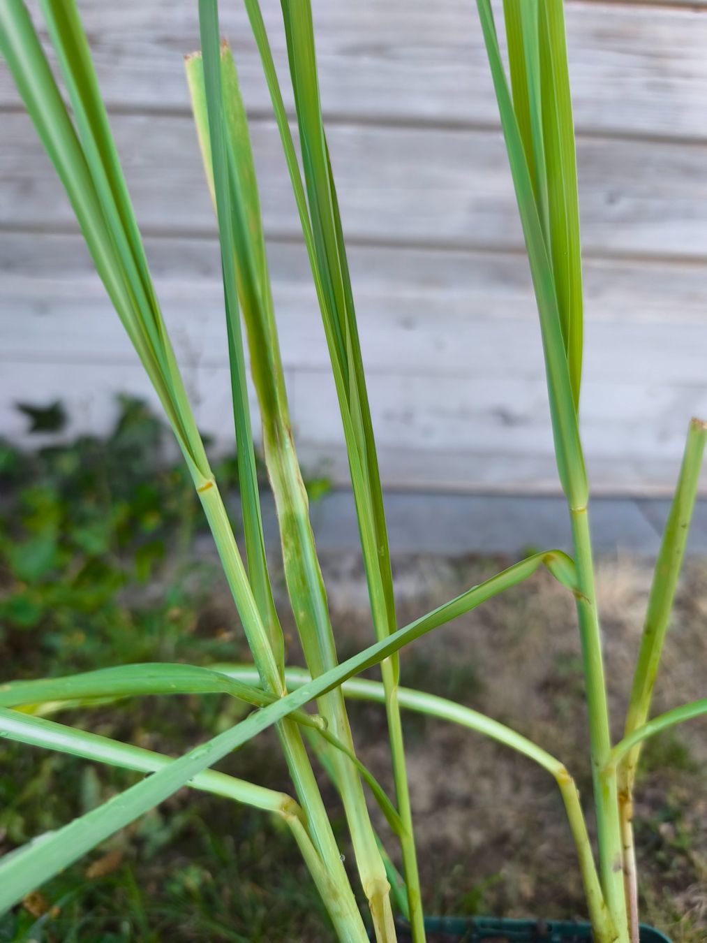 Plantes & graines: Zitronengras Pflanze im Topf, Frühlingsfrisch, – Neuf (Voir description) à Uznach par Mmanson1 2