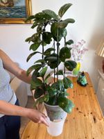 Wachsblume Hoya Deykeae Topfpflanze, Rarität