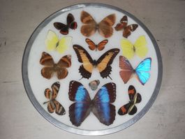 Echte Schmetterlinge hinter Glas