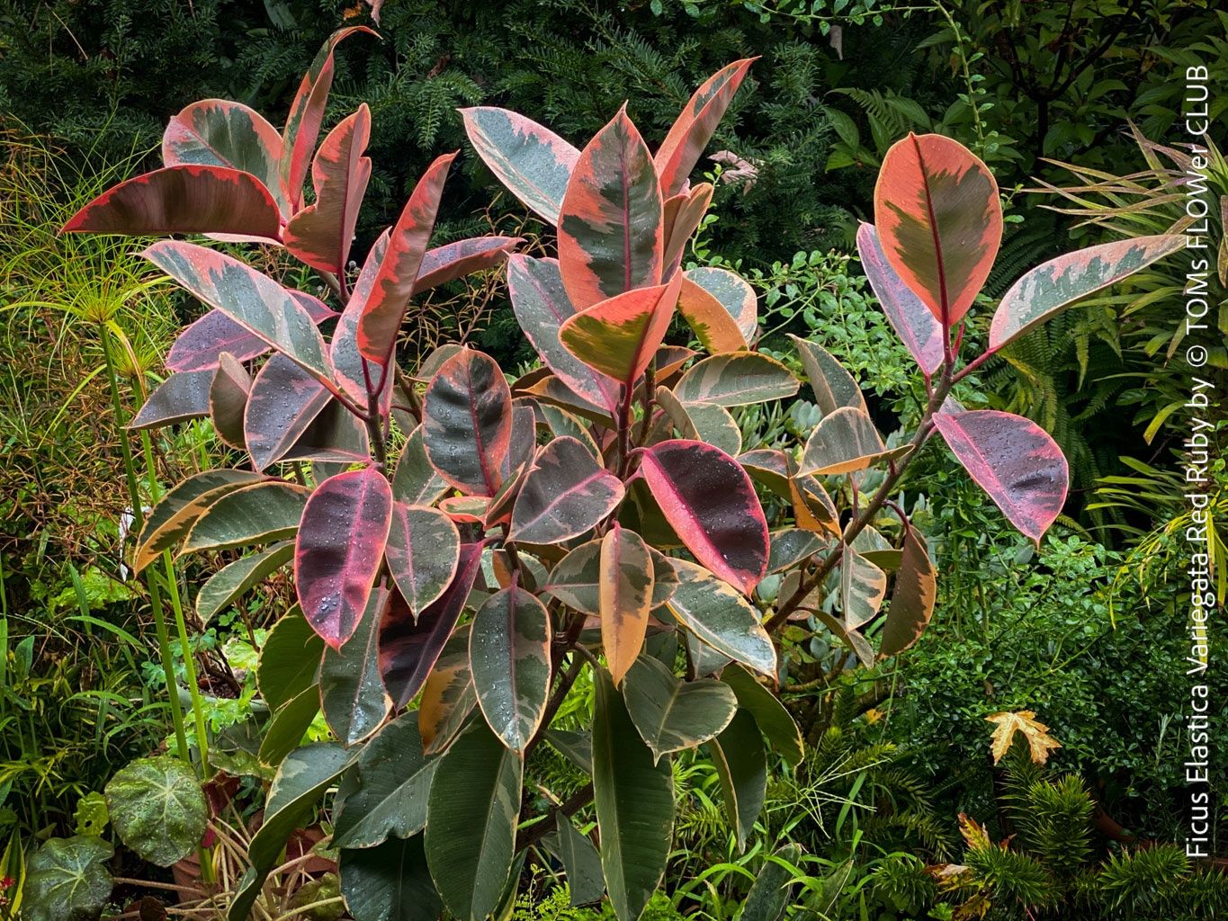 Pflanzen & Samen: Ficus Elastica Variegata Red Ruby - 130cm Baum – Neu und originalverpackt aus Adliswil von astom369 5
