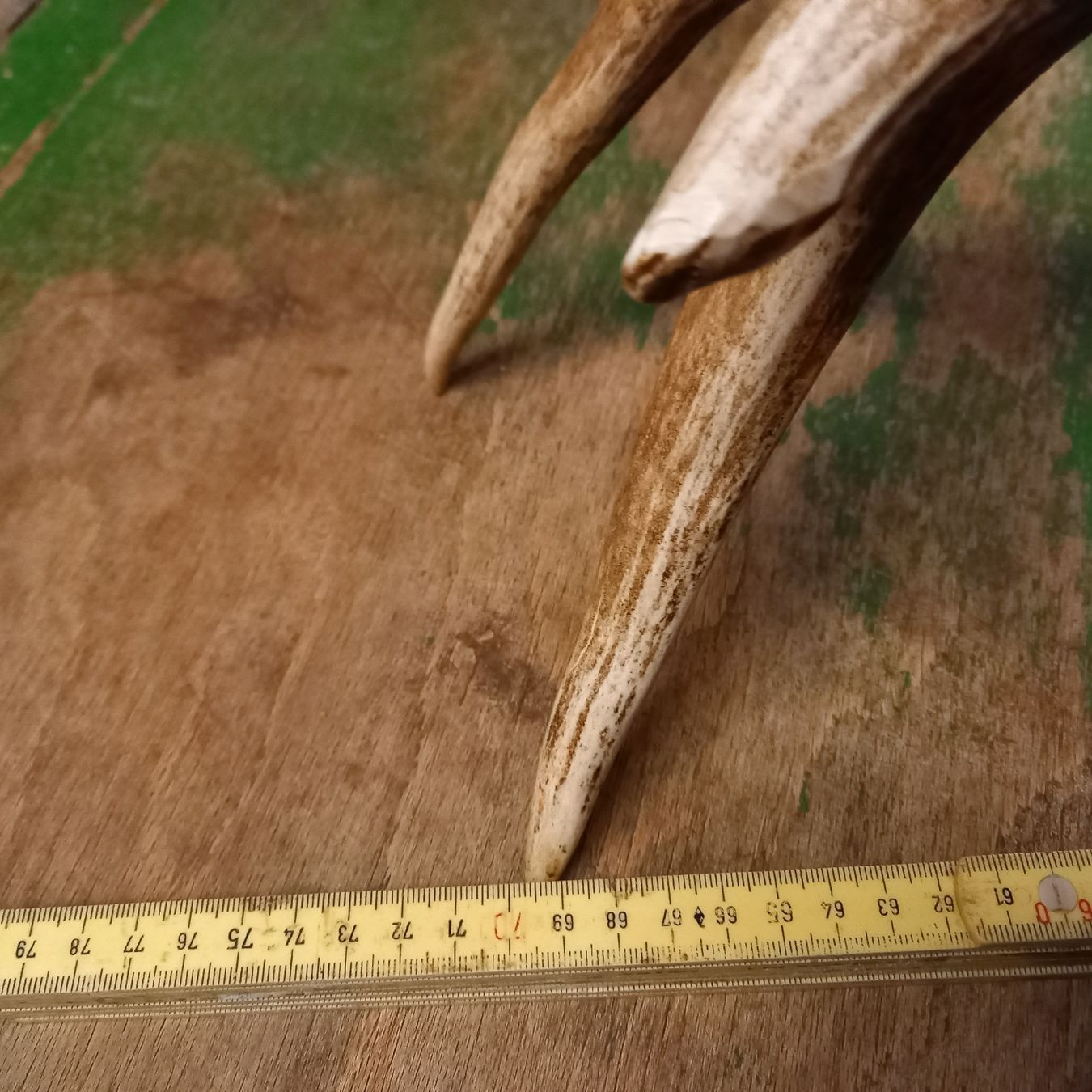 Sonstiges zum Sammeln & Seltenes: Ältere Hirsch Geweih Abwurfstange – Gebraucht aus Galgenen von Allerlei8854 8