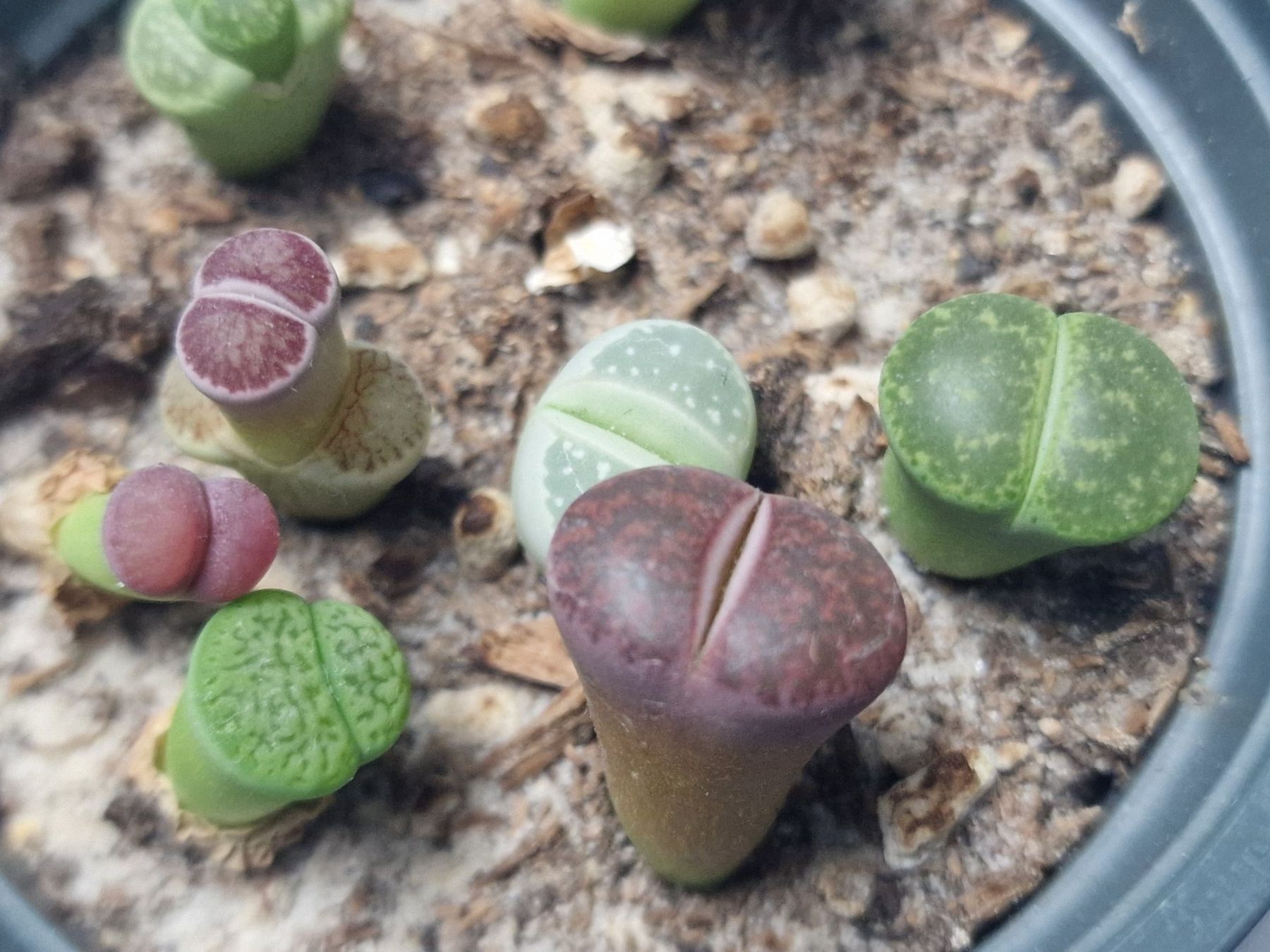 Piante & sementi: Lithops Mix, Lebende Steine, 8 Stück – Usato da Uerkheim venduto da Justi.y 3