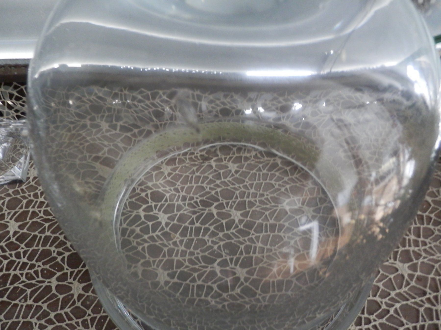 Bicchieri: Glasglocke – Usato da Widen venduto da nigella90 1