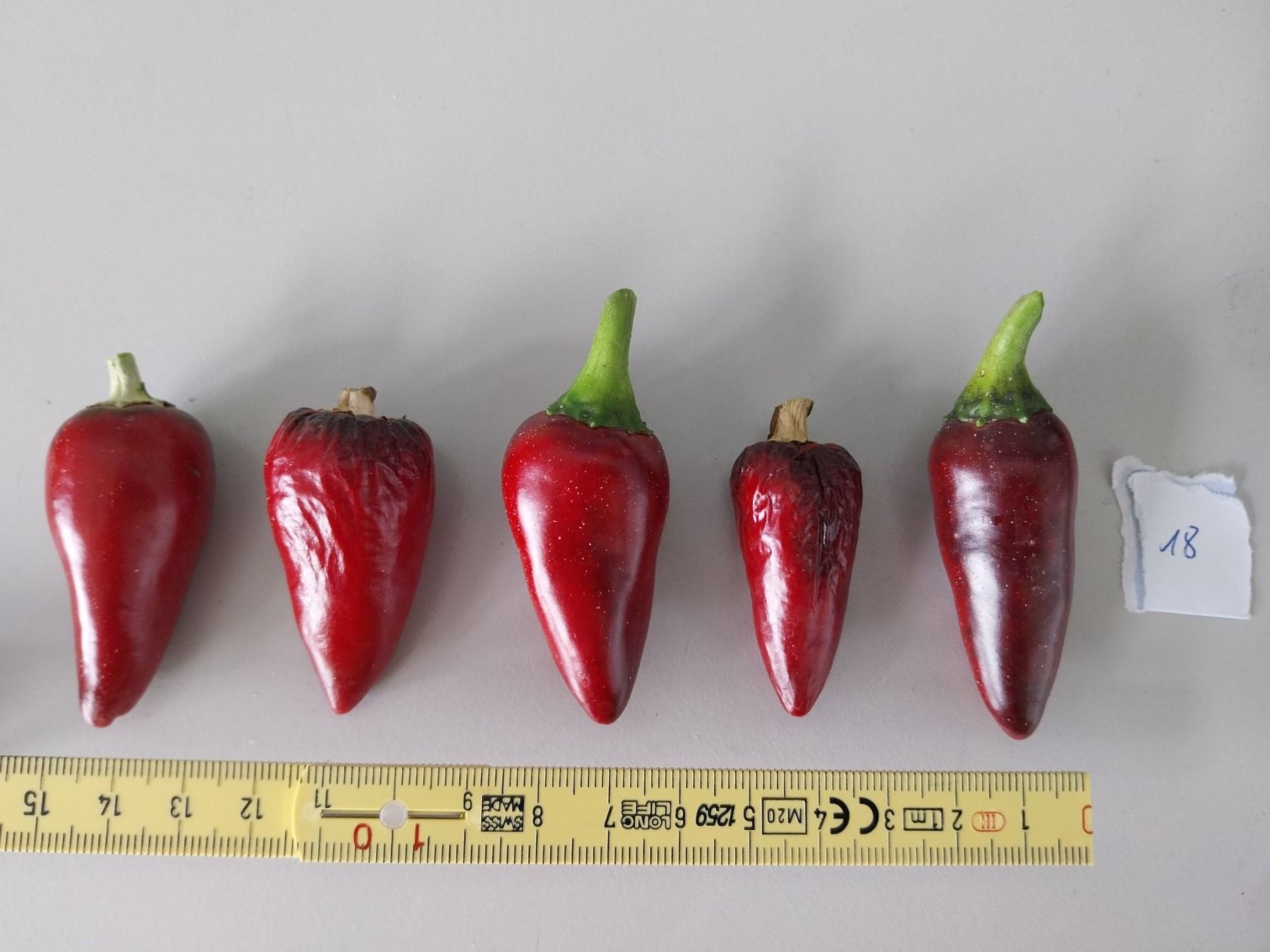 Piante & sementi: Samen Paprika schwarz 10Stk – Usato da Schwaderloch venduto da bademeister79