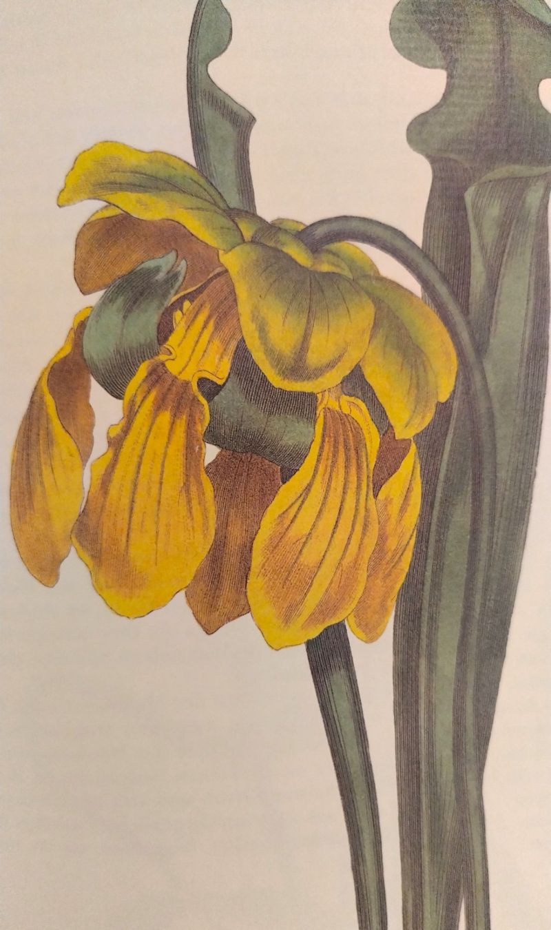 Libri: Curtis' Wunderwelt der Blumen - Buch mit 120 Tafeln – Usato da Bellach venduto da JingleJerry 9