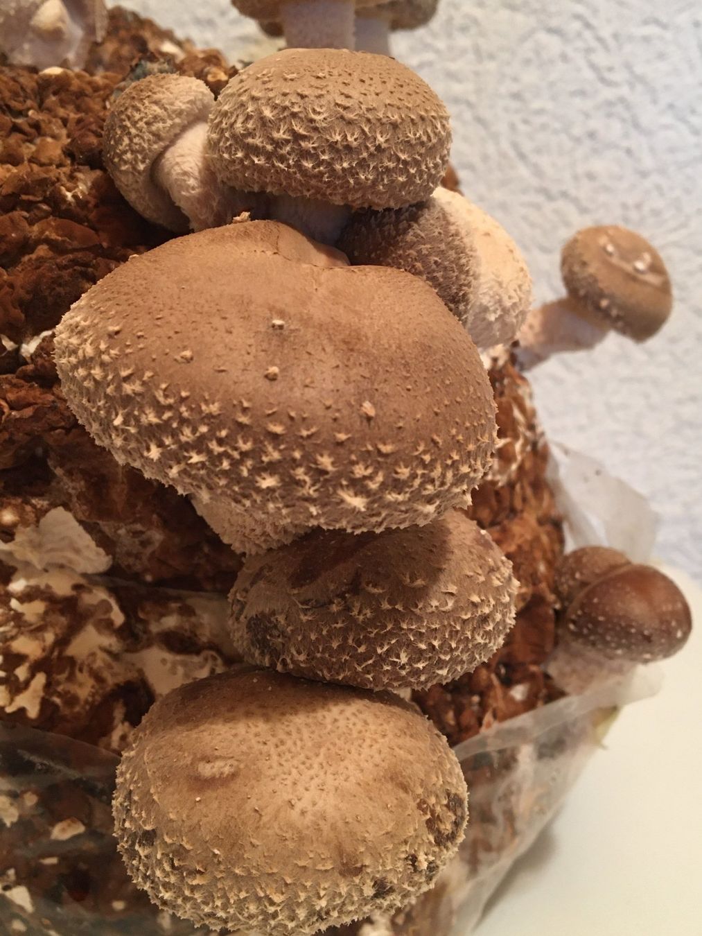Piante & sementi: Semences de Shiitake (Lentinula edodes)-Mycélium sur Grains – Nuovo e nell'imballaggio originale da Fribourg venduto da SwissFungi 2