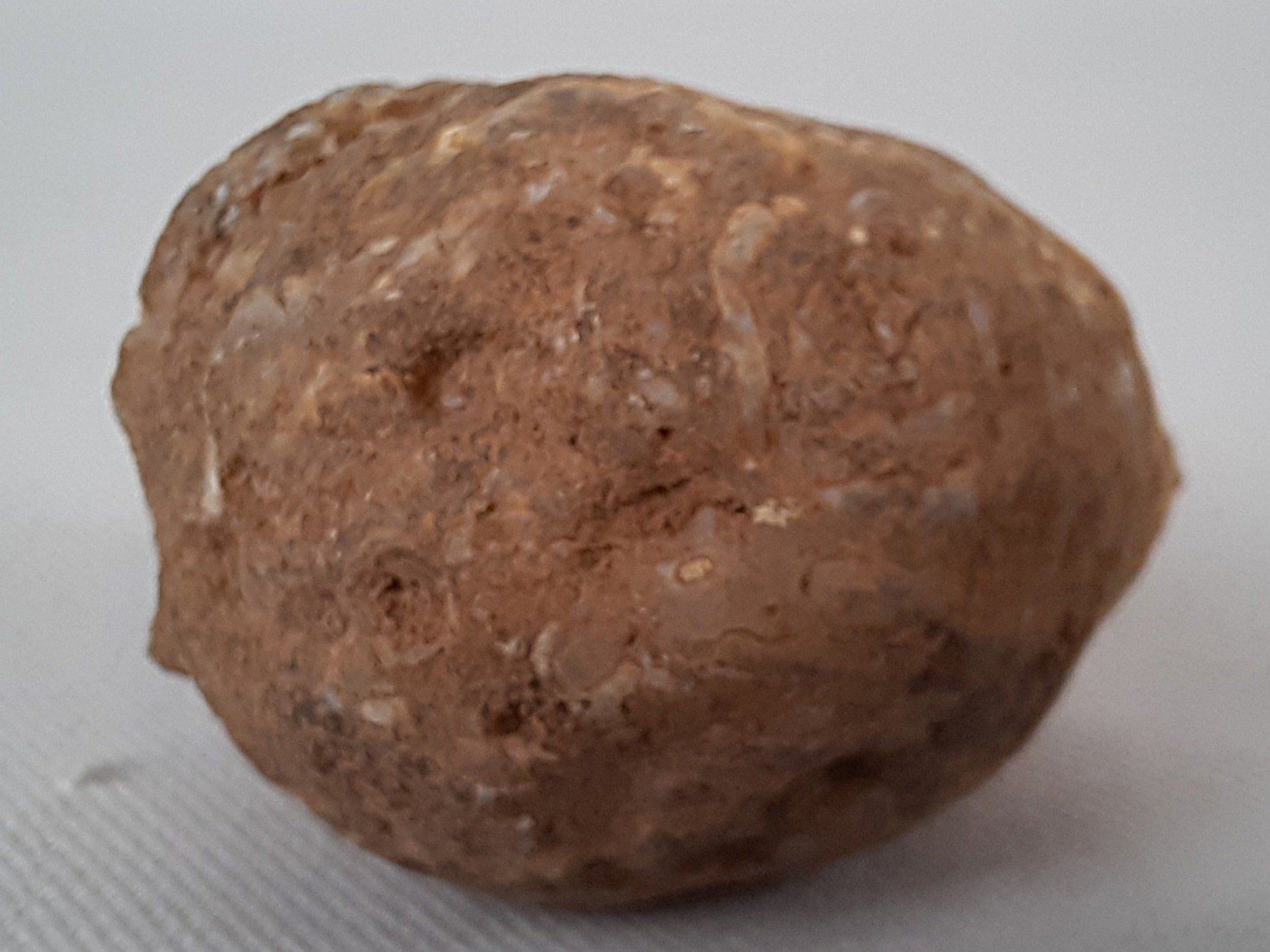 Fossili: Diverse Fossilien – Usato da Beinwil am See venduto da Restwert_Beinwil 4