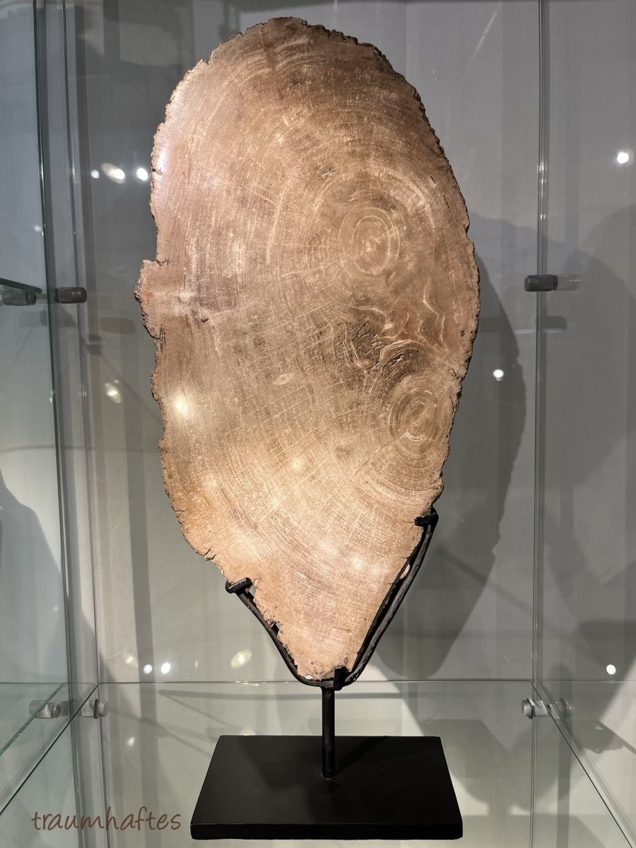 Fossili: Versteinertes Holz - Baumscheibe mit Ständer - Unikat  – Nuovo e nell'imballaggio originale da Thun venduto da Traumhaftes 3