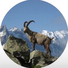 Profile image of Porco13