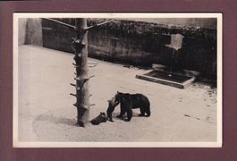 BERN - Bärengraben - 1939 Photo