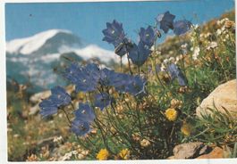 Blumenkarte