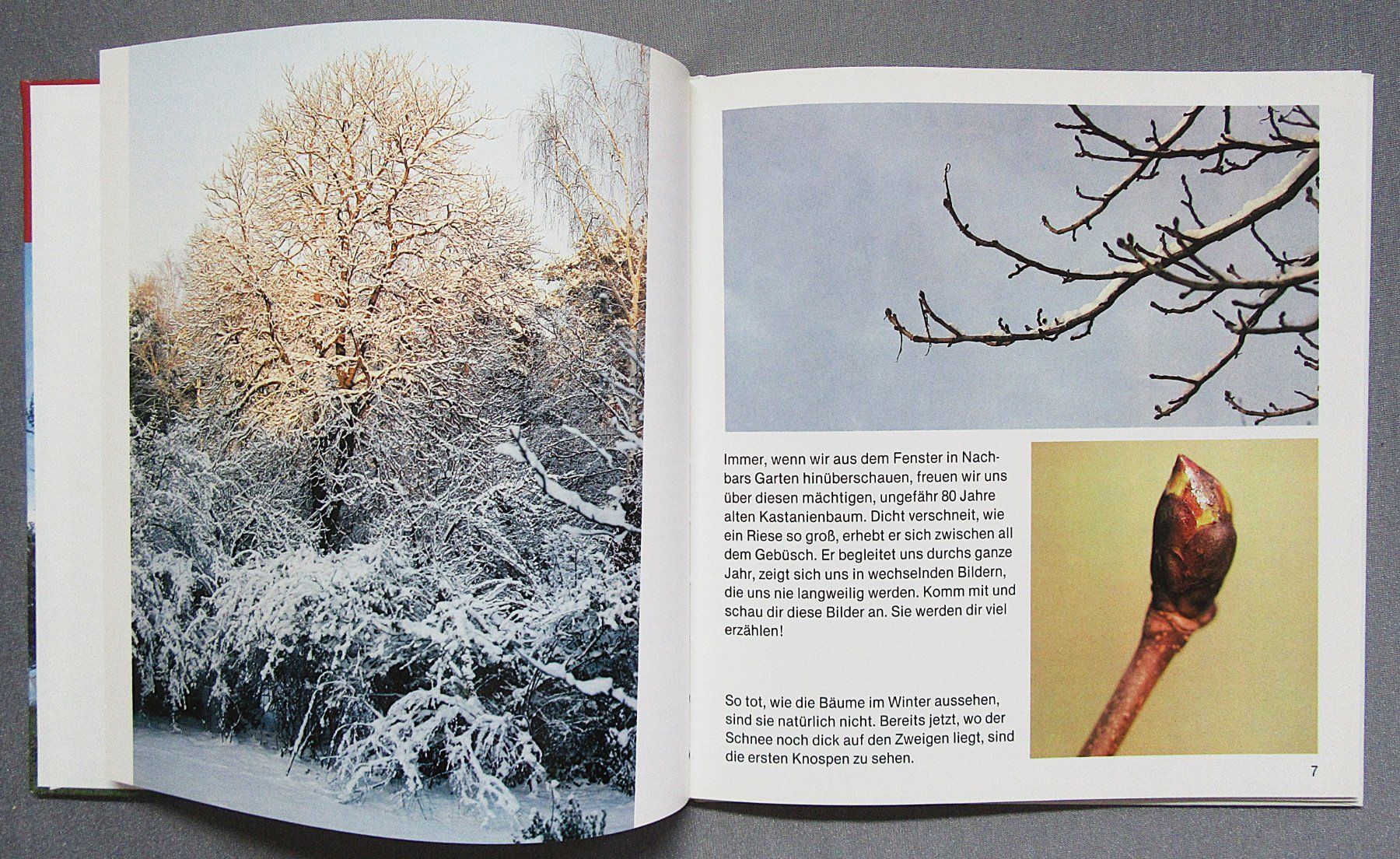 Libri: Der Kastanienbaum - Kindersachbuch – Usato da Auenstein venduto da Padabimbim 2