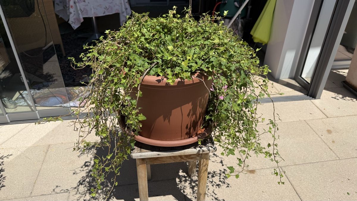 Plantes & graines: Efeu  – D'occasion à Stettlen par Ragnaud