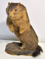 Marmotte naturalisée