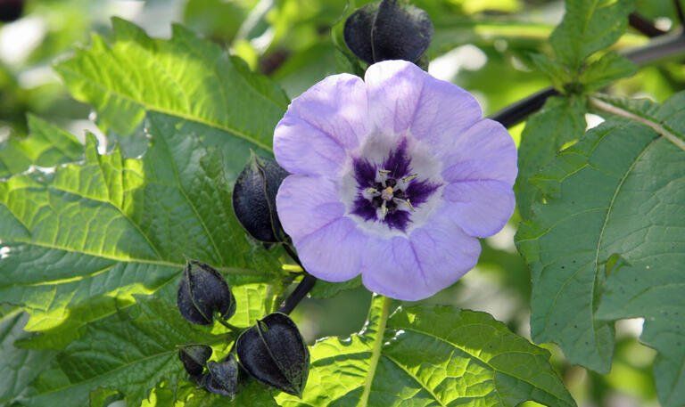 Piante & sementi: GIFTBEERE (Nicandra physalodes) Pflanze – Nuovo (secondo la descrizione) da Hinteregg venduto da ERFOLG78 6