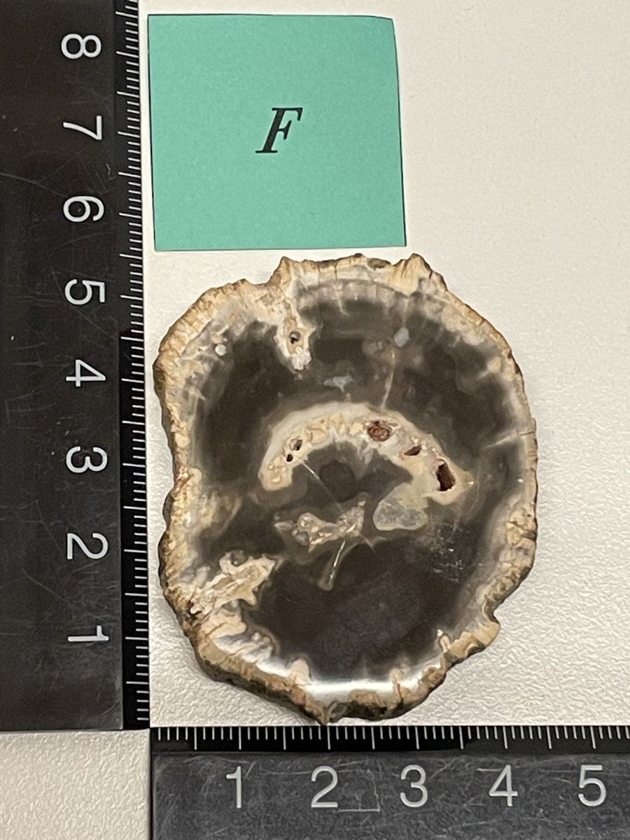 Minerali & Pietre curative: Heilstein versteinertes Holz – Usato da Rümlang venduto da euqinom16