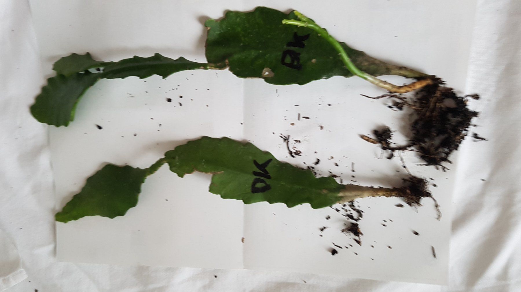 ficus microcarpa ginseng bonsai Ficus microcarpa 'Ginseng' | Ficus Bonsai main image 1