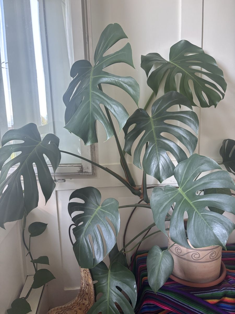 Piante & sementi: Monstera – Usato da Oberrieden venduto da ZehSa 1
