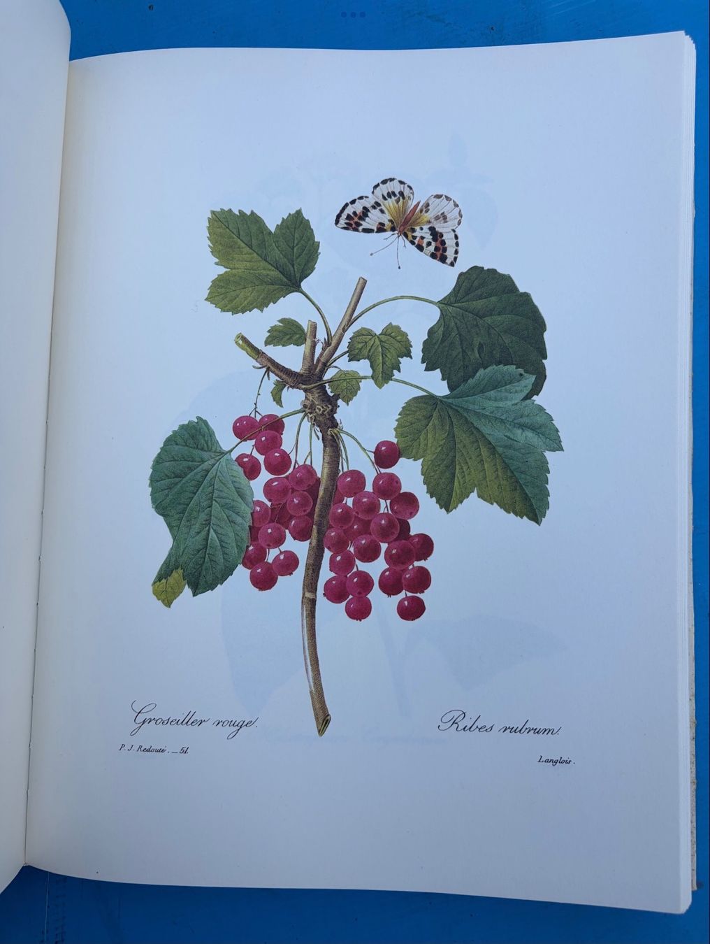Bücher: Buch die schönsten Blumen – Gebraucht aus Altendorf von Sonnensch5 3