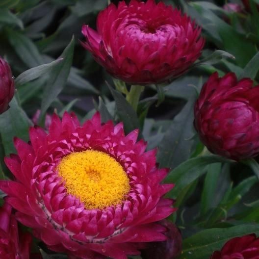 Piante & sementi: 300 Samen Strohblume PURPLE – Nuovo (secondo la descrizione) da Ehrendingen venduto da VerveinaSamen 7