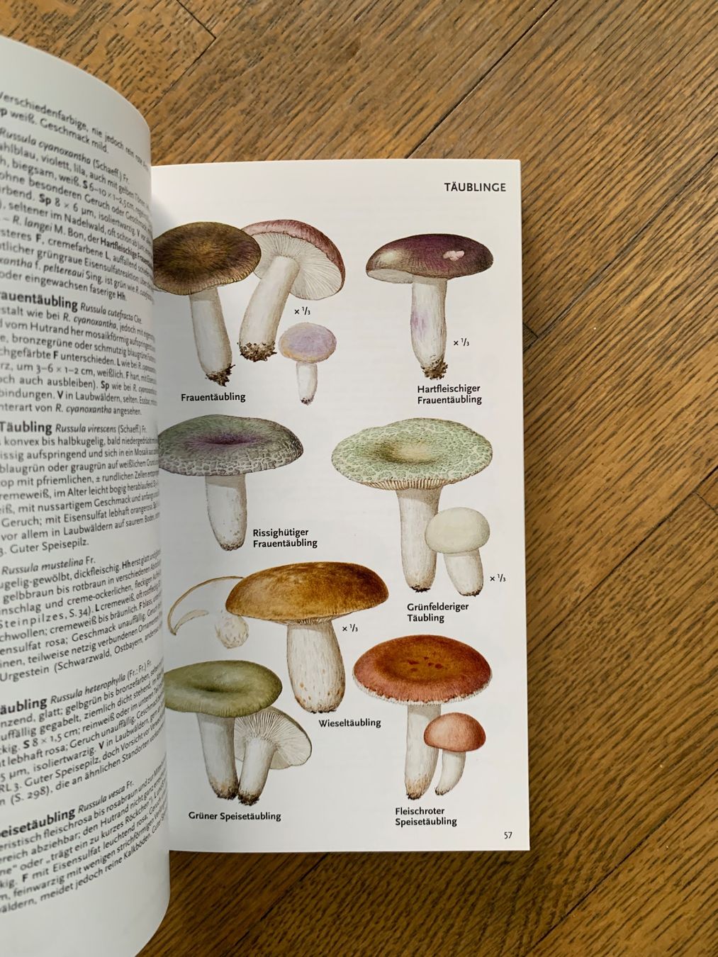 Libri: Pareys Buch der Pilze – Usato da Obfelden venduto da Zocci 2