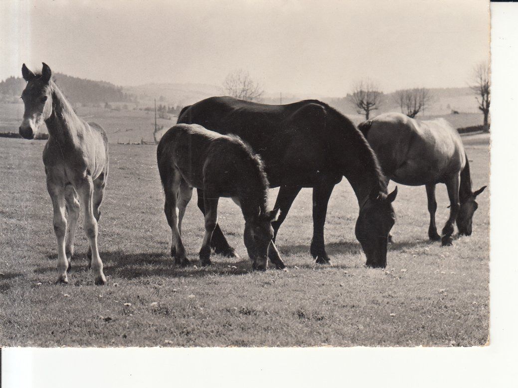 Cartoline postali: Franches Montagnes Chevaux, ca. 1960 – Usato da Bürglen TG venduto da StampGraf
