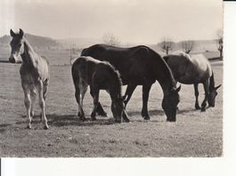 Franches Montagnes Chevaux, ca. 1960