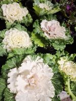 Zierkohl "BRASSICA OLERACEA", H: 15 - 30cm. Zierpflanze
