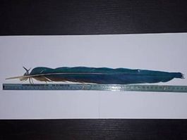 ARA Papagei Schwarzfeder 44cm Legal aus CH Zucht