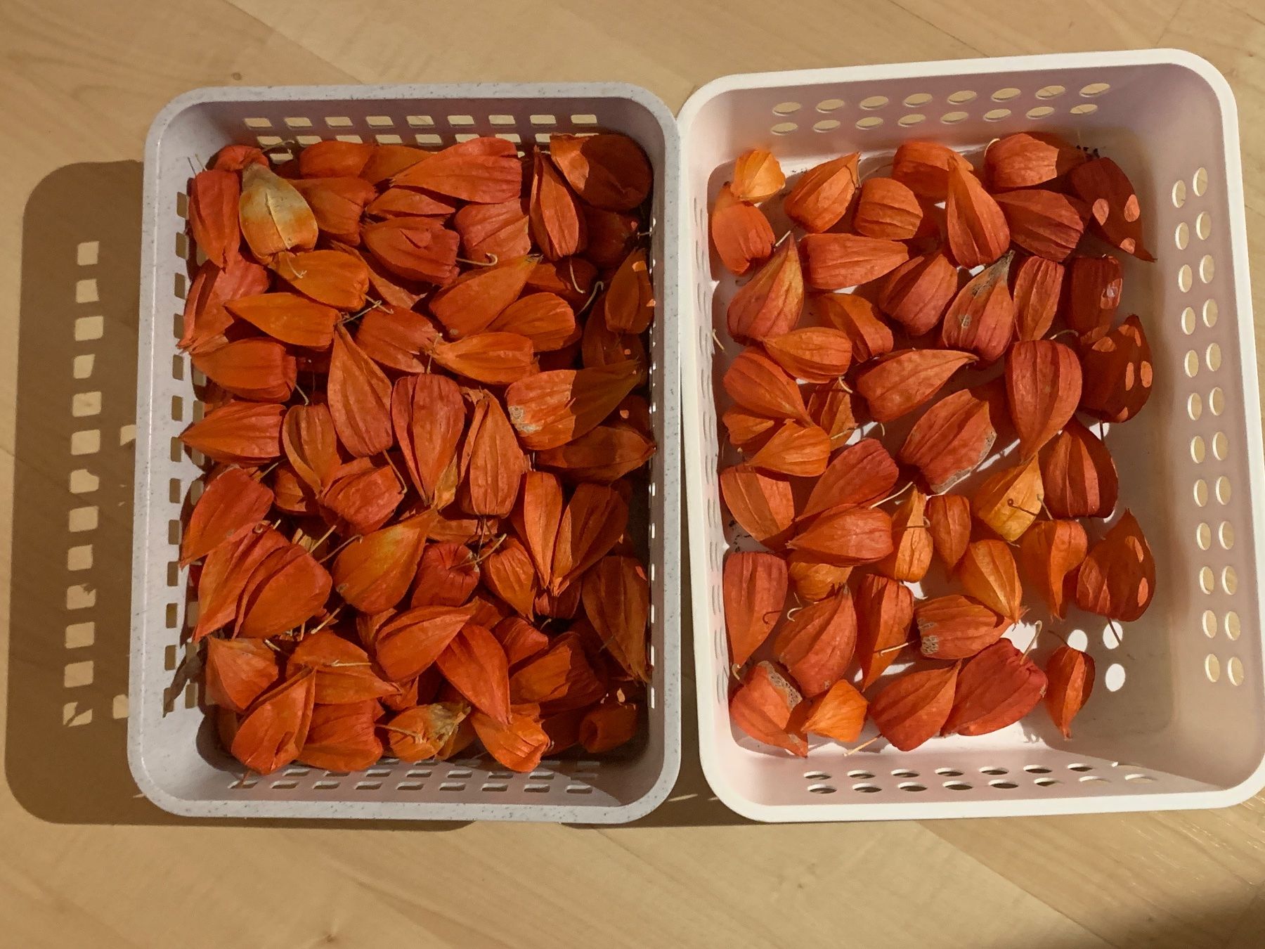 Toutes les décorations: Physalis – D'occasion à Lengnau AG par Tomi33