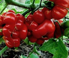 Ab 5.- fr 3 Samen rare Fleischtomate "REISETOMATE" Guatemala