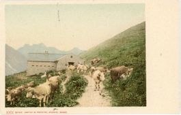 Schweiz  CH  -   Kühe / vaches     ca.  1 9 0 0