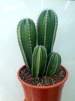 Kaktussamen / Marginatocereus marginatus