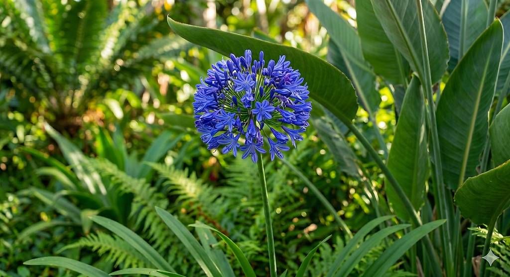 Piante & sementi: Prachtvoller Agapanthus – Usato da Wattenwil venduto da topcash4you