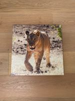 Tierfoto Löwe Namibia, 60 x 60 cm