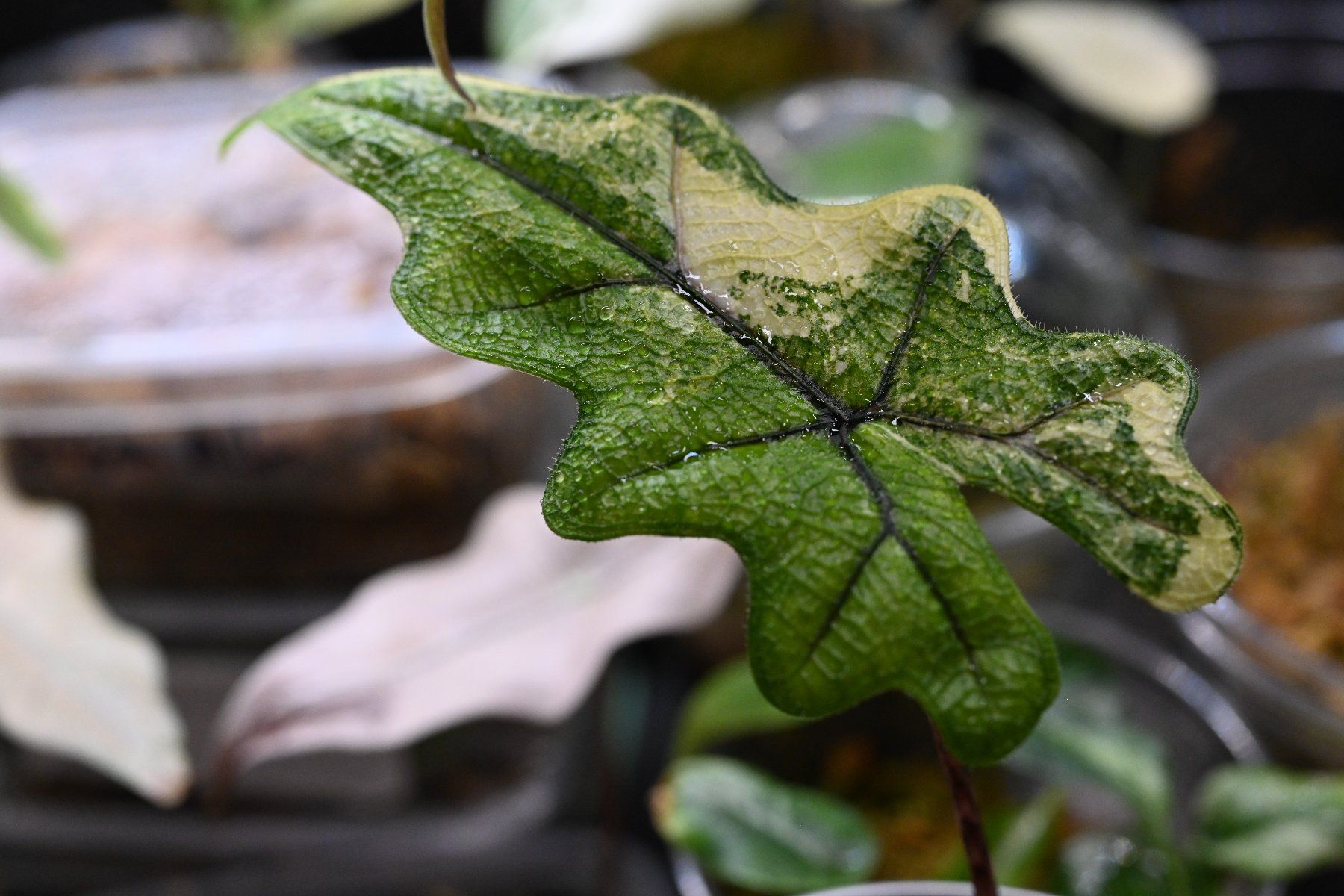 Piante & sementi: Alocasia Jacklyn albo – Usato da Crissier venduto da sleepingmouse 1