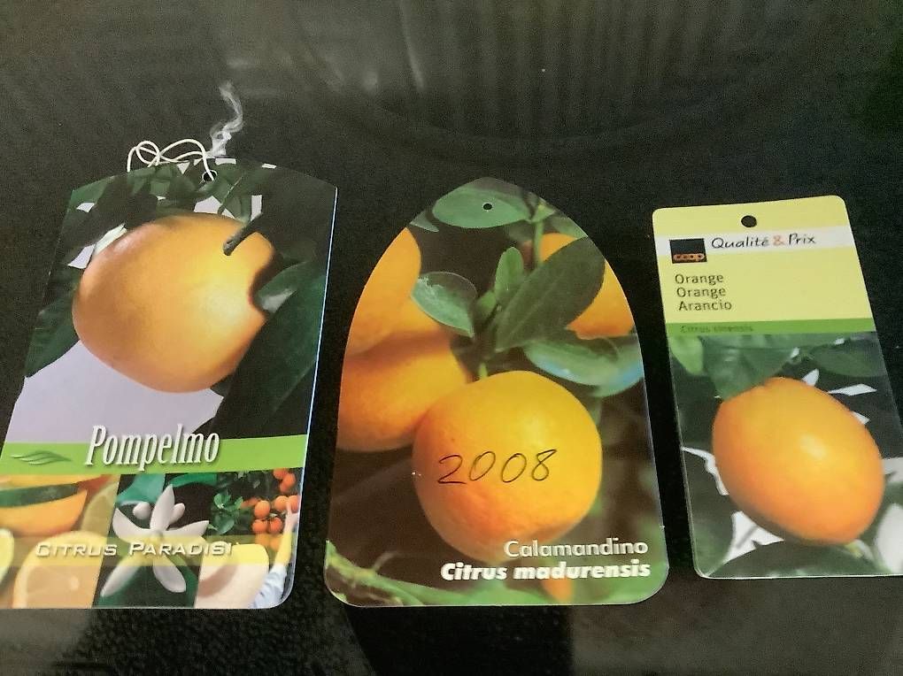 Pflanzen & Samen: Citrusbäume – Gebraucht aus Kaiseraugst von hsc_9gl6 1
