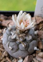 Kakteen, Turbinicarpus