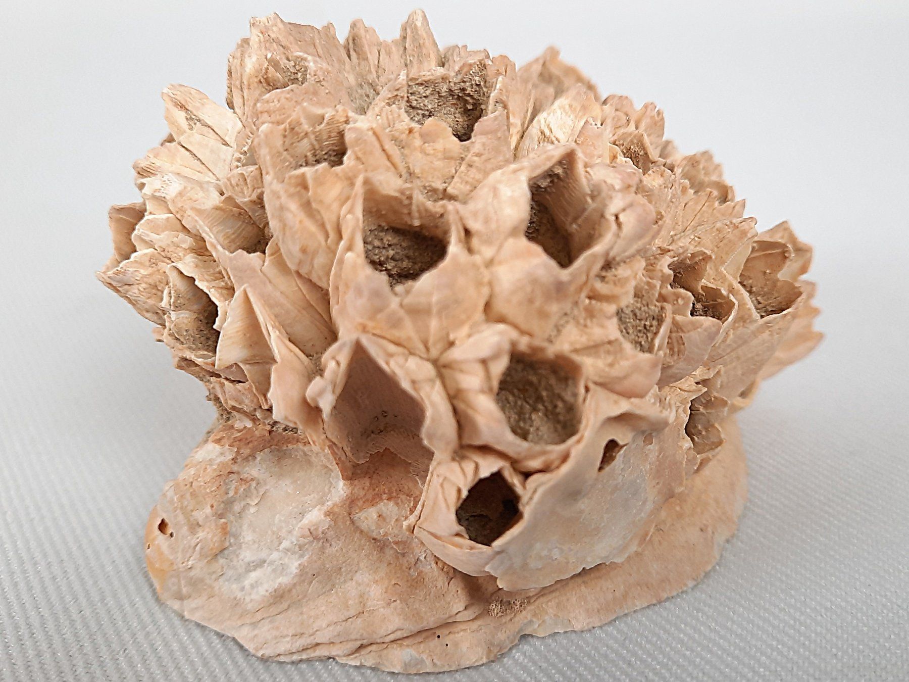 Fossili: Fossile Seeigel und Seepocken – Usato da Beinwil am See venduto da Restwert_Beinwil 6