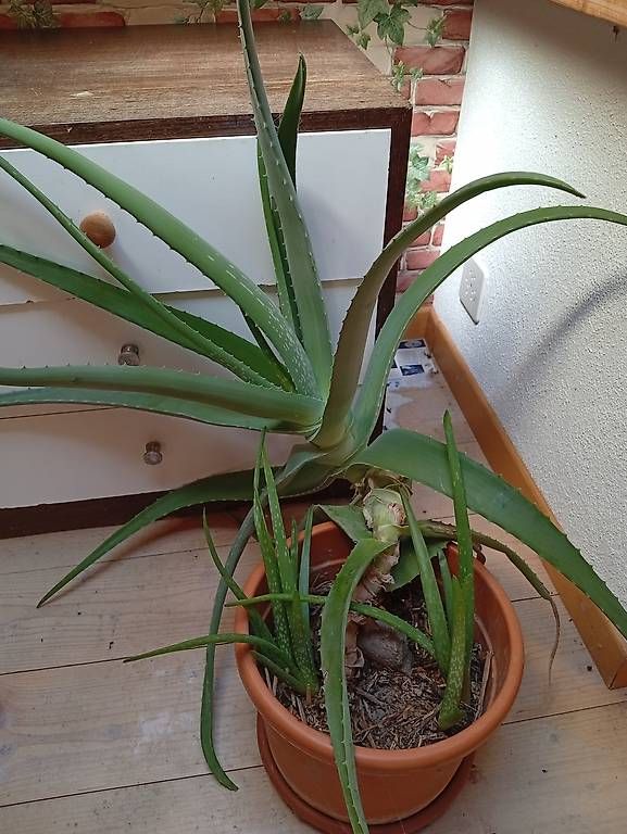 Piante & sementi: Bio Aloe Vera – Nuovo (secondo la descrizione) da Prez-vers-Noréaz venduto da ben_gjn8 1