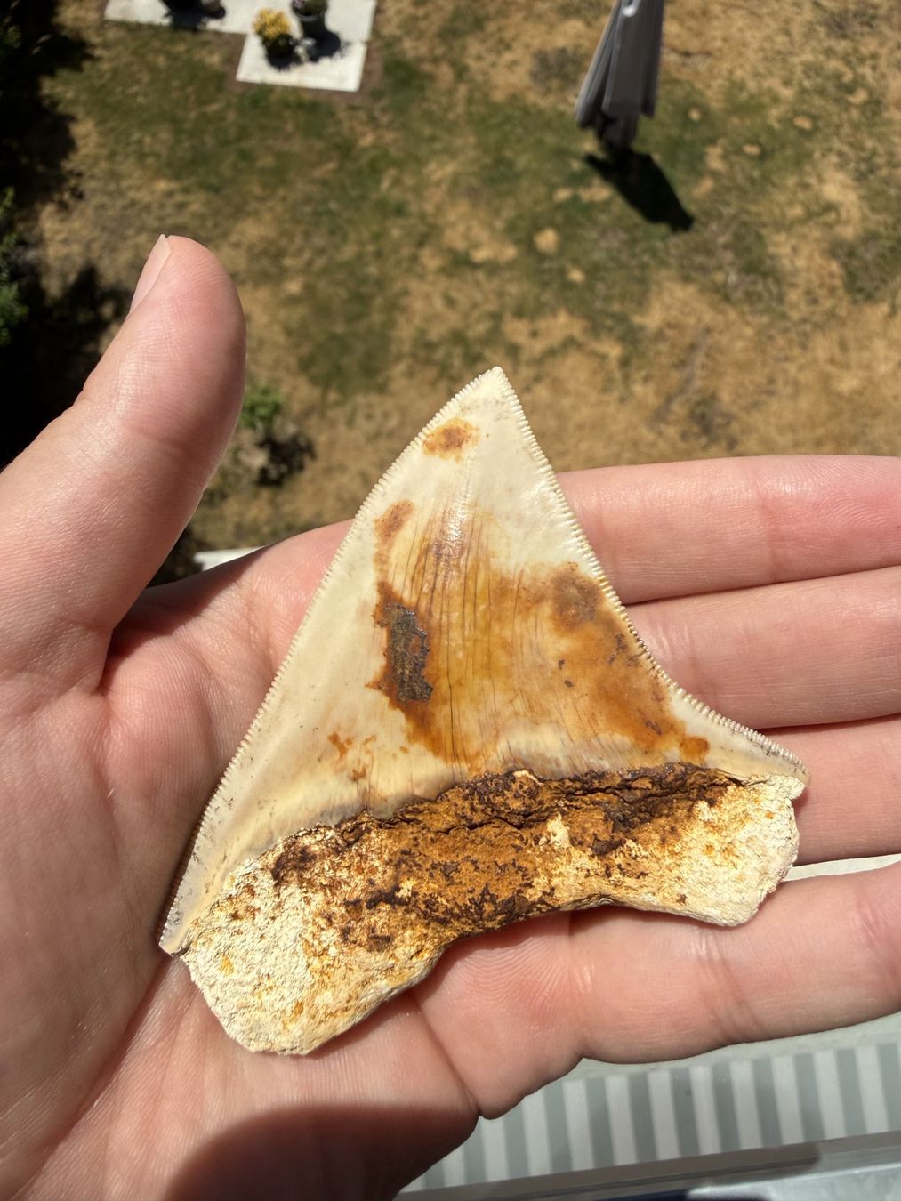 Fossilien: Megalodon Zahn Indonesien – Gebraucht aus schüpfen von rica122 1