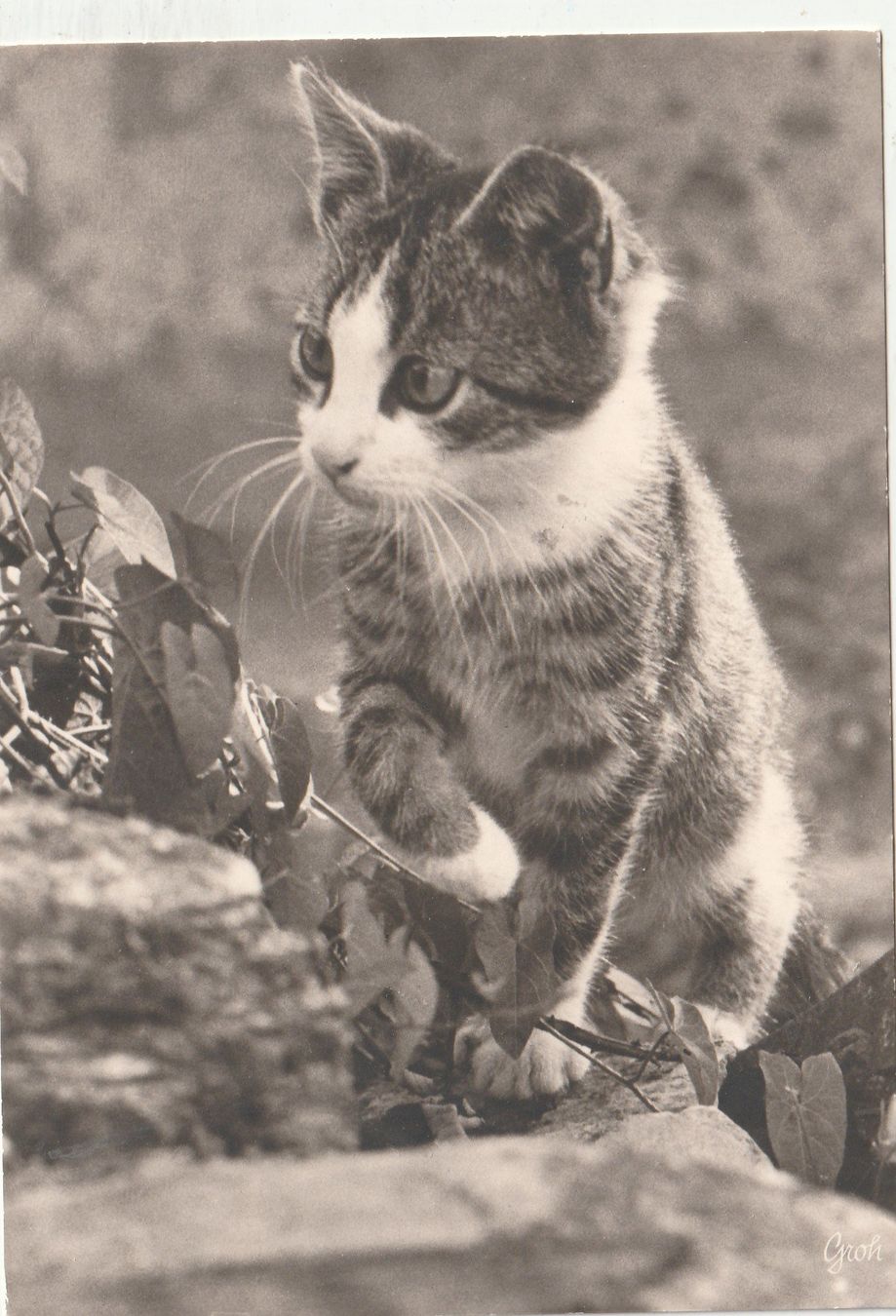 Cartes postales: Katzenkarte – D'occasion à Lumbrein par made02