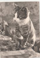 Katzenkarte