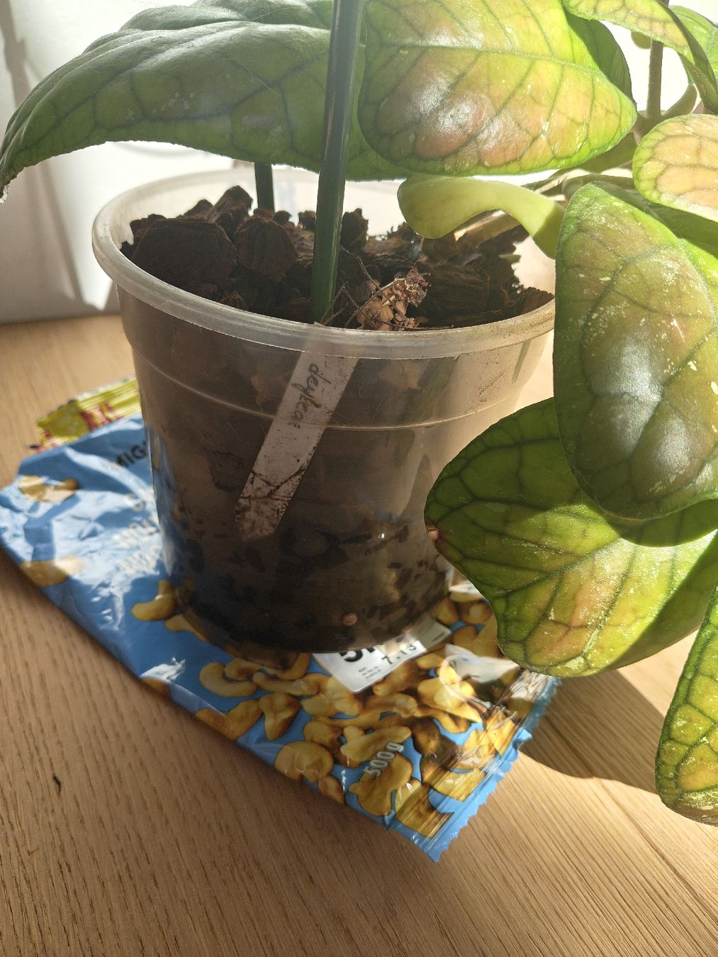 Piante & sementi: Hoya Daekae big plant – Usato da Chamoson venduto da Yuriyaa 3