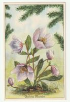 Postkarte Winterblumen "Bonne Année" 1948 Genf