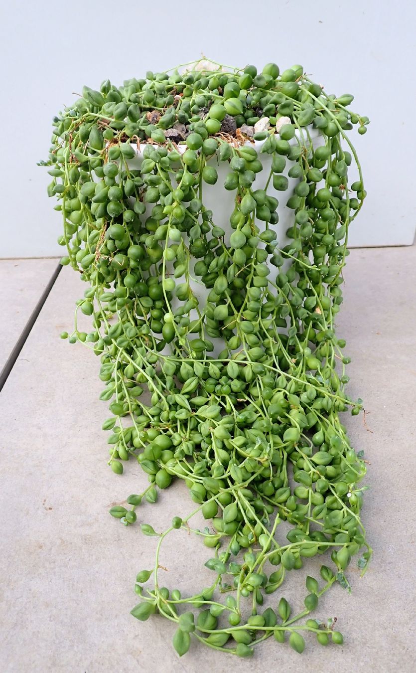 Pflanzen & Samen: Senecio herreanus – Gebraucht aus Comano von che_8lc2 1
