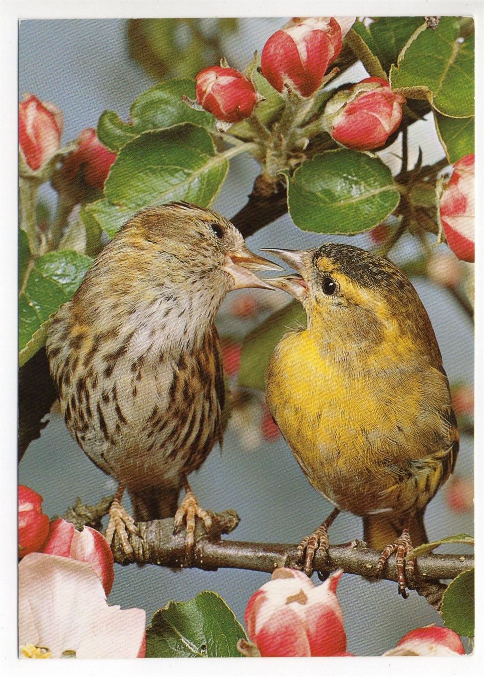 Ansichtskarten: VÖGEL Erlenzeisig – Gebraucht aus Jona von philajona