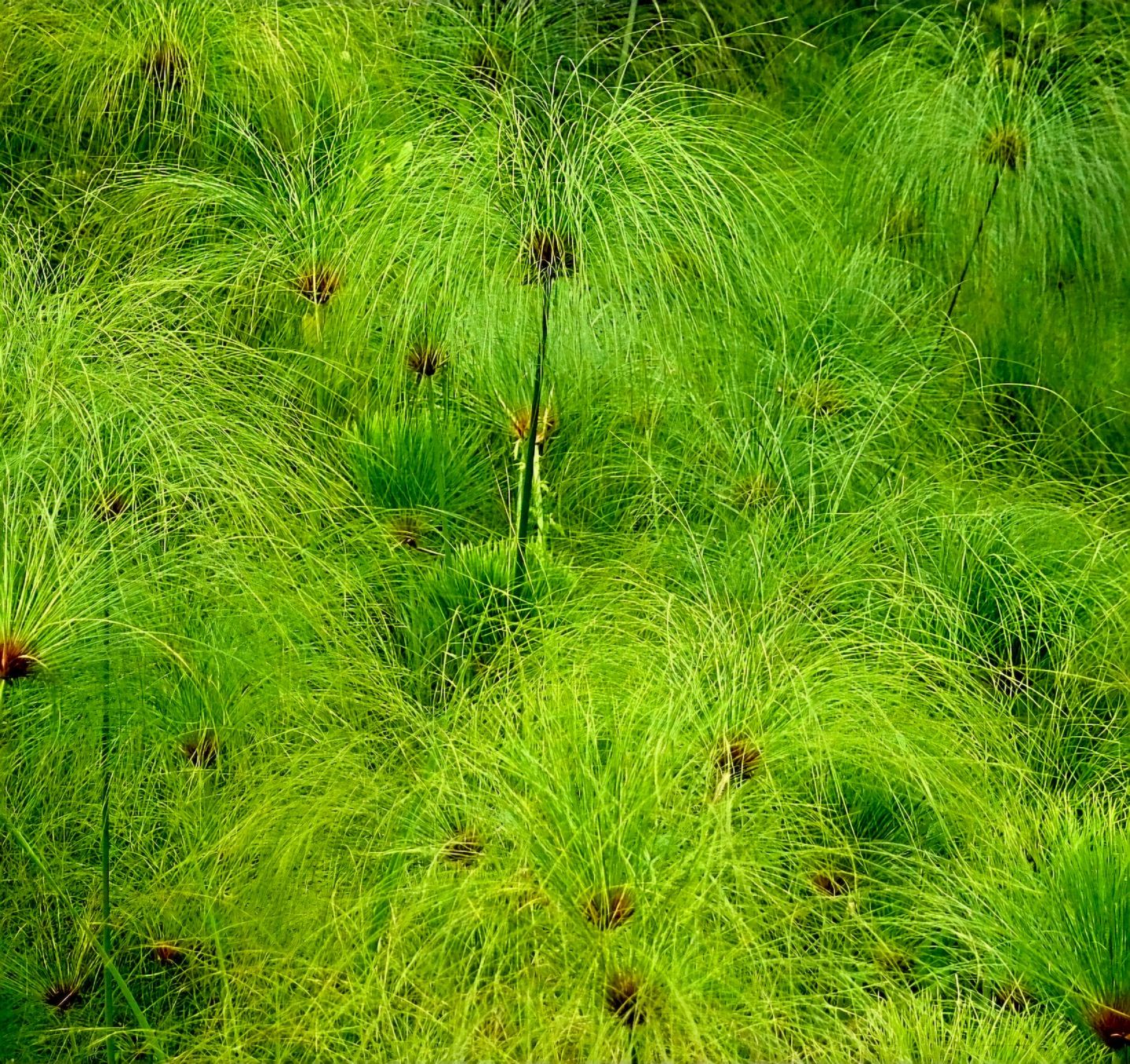 Piante & sementi: Ab 5.- fr  5 Samen Ägyptischer Papyrus "CYPERUS" – Nuovo e nell'imballaggio originale da Rovio venduto da POSITIFFARTandPLANTS 3