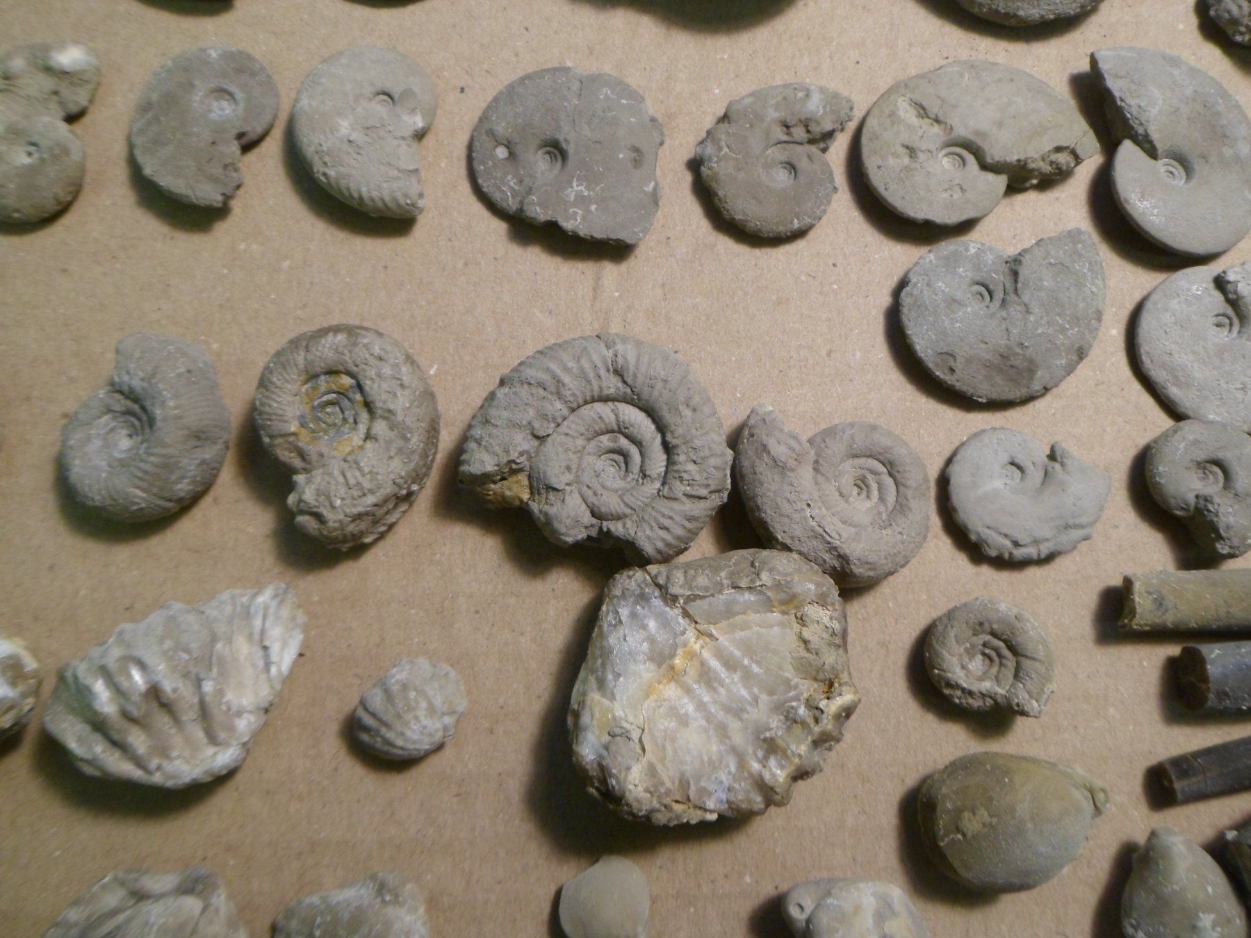 Fossili: Fossilien Sammlung Schweiz – Usato da Affoltern am Albis venduto da Fossil60 1
